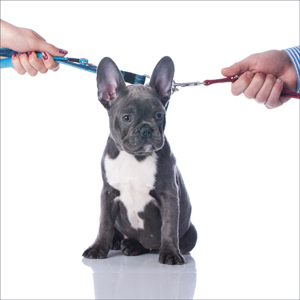Property Division: Which Spouse Gets the Pet in a Divorce 2025