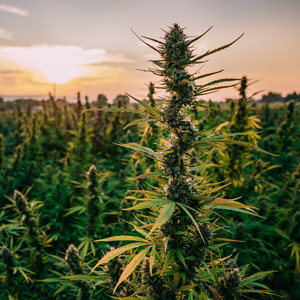 The Future of Hemp Products in Wisconsin 2026