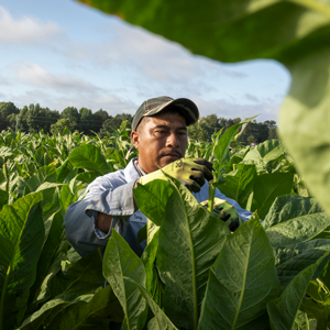 Homing in on H-2A: An Overview of the Temporary Agricultural Worker Program 2026